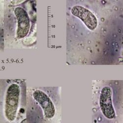 Sebacina calcea (Pers.) Bres. (2 de 3) 