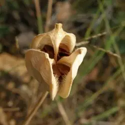 Burilla o tulipan silvestre (Tulipa sylvestris subsp. australis) (1 de 3)