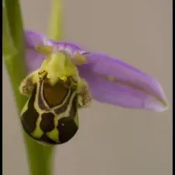 Ophrys gr