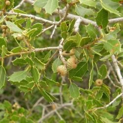 Cusculla o carrasquilla (Quercus coccifera) (2 de 3)
