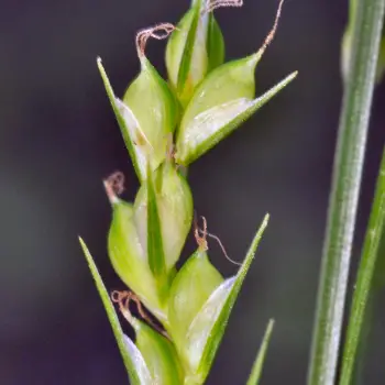 Carex olbiensis