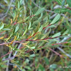 Salix purpurea (2 de 2)