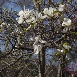 Magnolia loebneri (2 de 3)