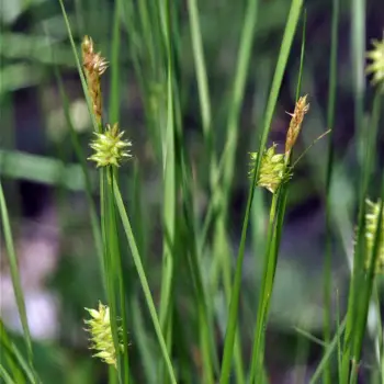 Carex mairei (1 de 6)