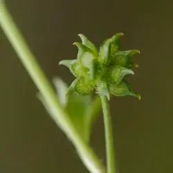 Ranunculus muricatus (2 de 3)