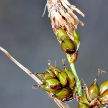 Carex liparocarpos (3 de 4)