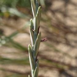 Fotografía  Elymus farctus subsp. boreoatlanticus (3 de 3)