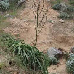 Fotografía Asphodelus ramosus subsp. ramosus (1 de 3)