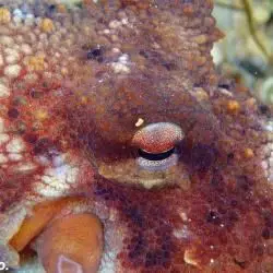 Fotografía Octopus vulgaris (2 de 2) 