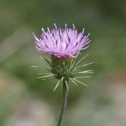 Carduus carlinifolius