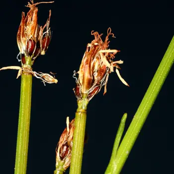 Trichophorum cespitosum (4 de 5)