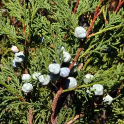 Fotografía Juniperus thurifera (1 de 3)