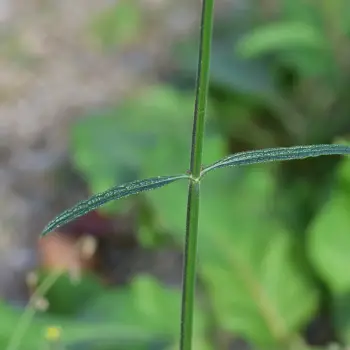 Verbena bonariensis (3 de 3)