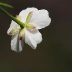 Fotografía Ranunculus angustifolius (2 de 3)
