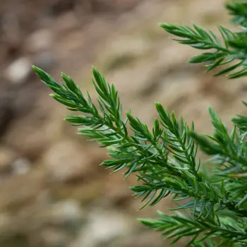 Juniperus chinensis (1 de 2)
