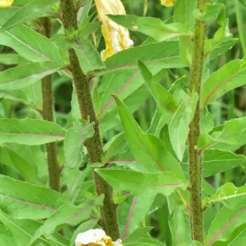 Oenothera glazioviana (2 de 2)