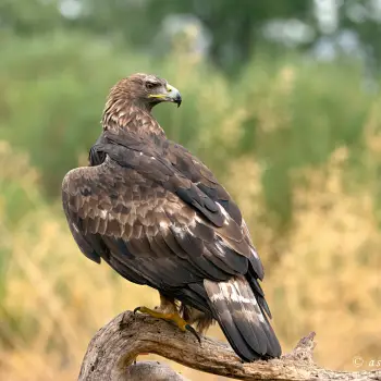 Águila real (Aquila chrysaetos) (1 de 3)