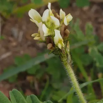 Astragalus boeticus (2 de 3)
