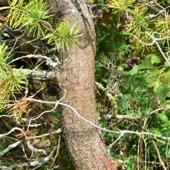 Pinus banksiana (1 de 4)