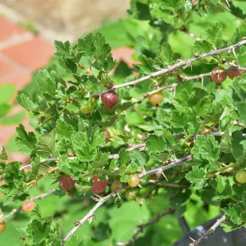 Ribes uva-crispa (1 de 3)