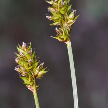 Carex spicata (2 de 6)