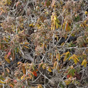 Ledum groenlandicum (3 de 6)