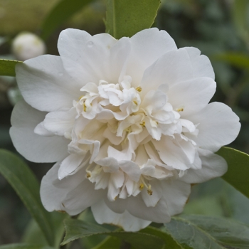 Camellia japonica 'Torre de Lama' (2 de 2)