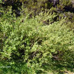 Salix bicolor (2 de 3)