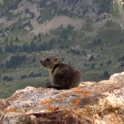 Marmota marmota (1 de 2)