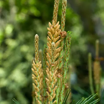 Pinus densiflora 'Umbraculifera' (1 de 5)