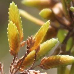 Fotografía Cyperus eragrostis (1 de 2)