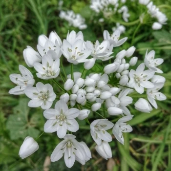 Allium neapolitanum