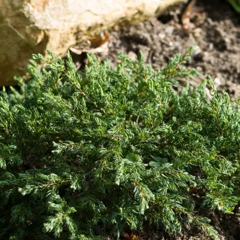 Juniperus communis 'Repando' (1 de 2)