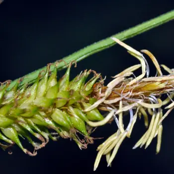 Fotografía Carex camposii subsp. tejedensis (2 de 2)