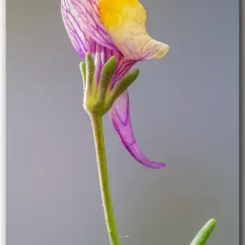 Linaria pedunculata (2 de 6)