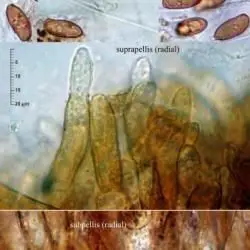 Porphyrellus porphyrosporus (Fr. & H�k) E.-J. Gilbert (2 de 3) 