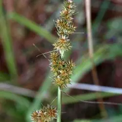 Fotografía Carex  cuprina (2 de 2) 