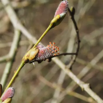 Salix purpurea (4 de 4)