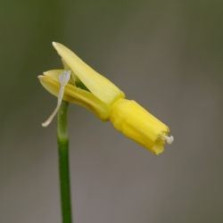 Narcissus cyclamineus (3 de 3)