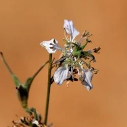 Nigella gallica