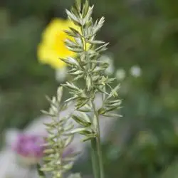 Fotografía Koeleria vallesiana subsp. humilis (2 de 2)