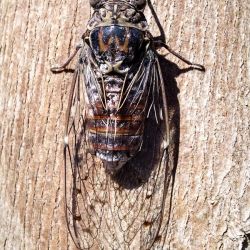 Cicada orni (1 de 3)