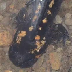 Fotografía Salamandra salamandra (2 de 2)