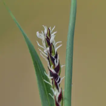 Carex panicea (2 de 5)