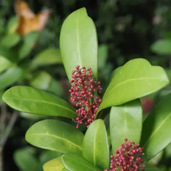 Skimmia japonica subsp. reevesiana (3 de 4)