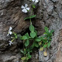 Fotografía Petrocoptis pyrenaica subsp. glaucifolia (2 de 3)