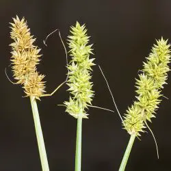 Fotografía Carex cuprina (2 de 3)