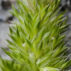 Rostraria cristata (3 de 3)