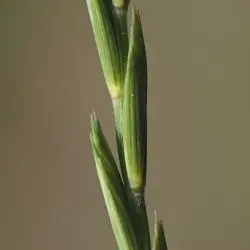Fotografía Elymus repens subsp. repens (1 de 3)