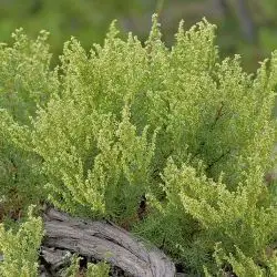 Artemisia crithmifolia (3 de 3)